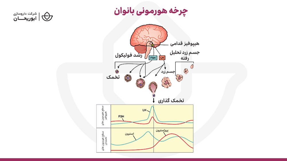 چرخه ناباروری زنان